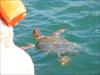 Thumbnail of Photo Number 429