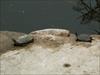 Thumbnail of Photo Number 767